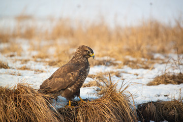 Common buzzard buteo buteo on winter field