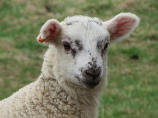 Naklejka premium Lamb Face