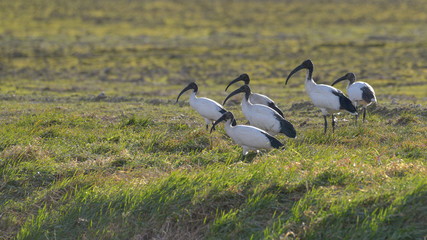 Gruppo di ibis sacri fermi sul prato