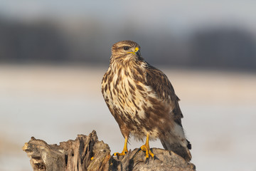 Photo of common buzzard buteo buteo on a tree