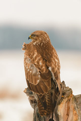Photo of common buzzard buteo buteo on a tree