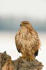 Photo of common buzzard buteo buteo on a tree