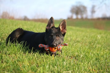 small black german shepherd puppy is lying in the garden with a toy in the mouth