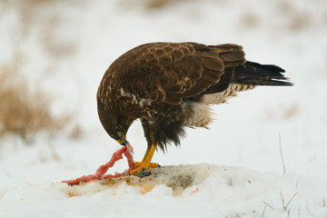 Common buzzard eating meat on the snow