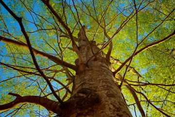 Beautiful view up a beech tree during a clear spring morning, with the sunlight illuminating the...