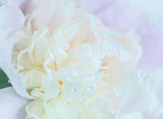 Beautiful white peony flower with raindrops close up