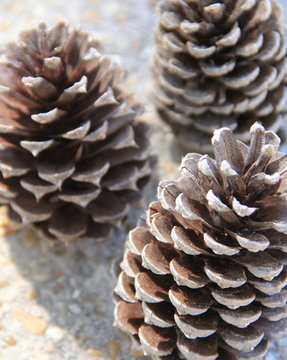 Close-up of three pinecones