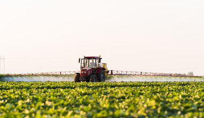 Fototapeta premium Farmer on a tractor with a sprayer makes fertilizer for young vegetable