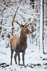 Naklejka na ściany i meble Red Deer Cervus elaphus buck in the winter forest