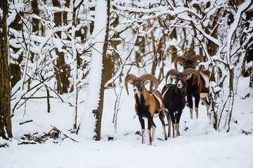 Group of mouflon ram in the winter forest