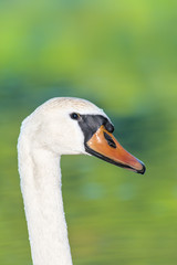 Portrait vom Höckerschwan © photobars