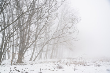 Trees in the fog winter field