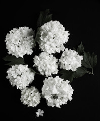 Giant Pale White Ball-shape Hydrangea