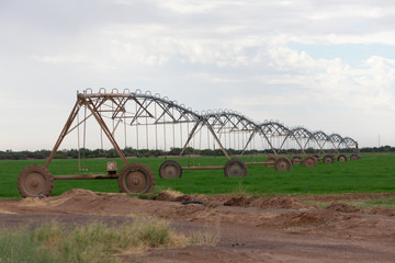 Mobile irrigation system across a field with a fresh crop