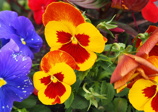 Fototapeta Pansy flower yellow, orange, red and purple with green leaves
