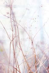 Zarte, abstrakte Winterpflanze im Sonnenlicht