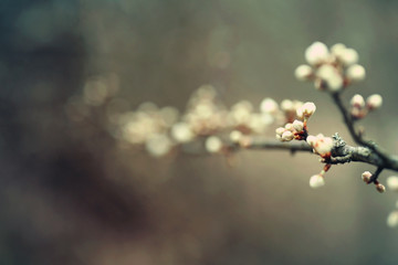 Zarte, weiße Knospen im Frühling