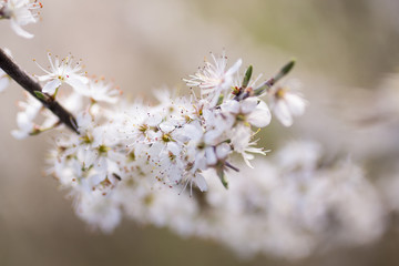 Kirschblüten