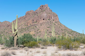 View on a mountain in the Arizona desert with cactus