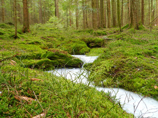 Landschaft mit Wald und vereistem Bach
