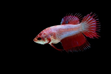 Obraz premium Siamese fighting fish red fish on a black background, Halfmoon Betta