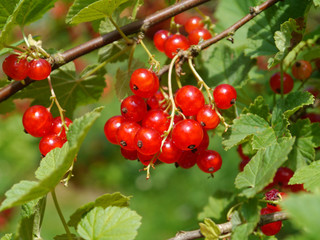 reife rote Johannisbeeren, Ribes rubrum