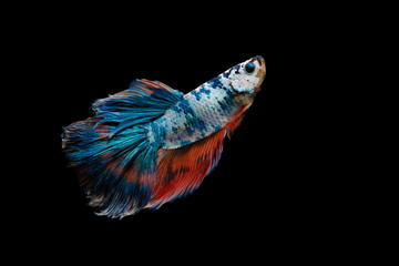 Fototapeta premium Siamese fighting fish colorful fish on a black background, Halfmoon Betta.