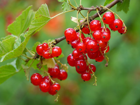 reife rote Johannisbeeren, Ribes rubrum
