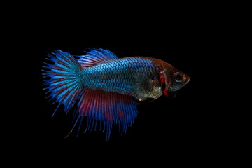 Siamese fighting fish colorful fish on a black background, Halfmoon Betta.