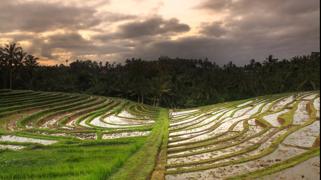 Scenic view of paddy fields against cloudy sky