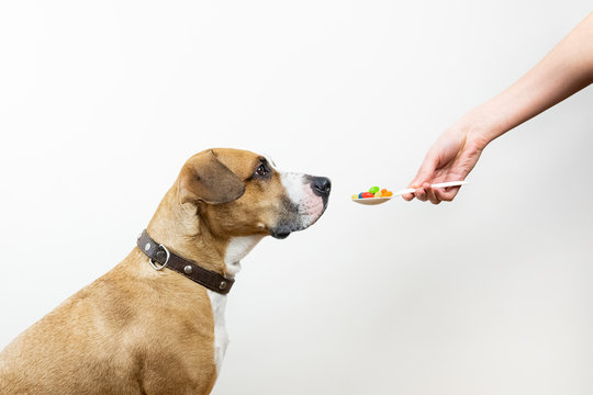 Giving  Spoon With Medicine Pills To A Dog. Female Hand Gives A Spoon Full Of Vitamins Or Drugs To The Pet, Concept Of Pet Health Care