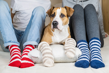 Two people and their dog in colorful socks sitting on the bed in the bedroom. Staffordshire terrier...
