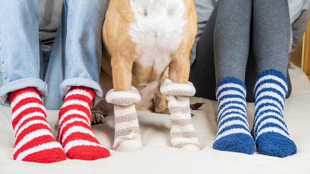 can dogs wear socks