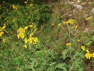 field of yellow flowers