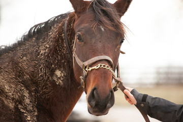 Closeup of the head of a 2 year old muddy, brown Thoroughbred with a halter and chain.