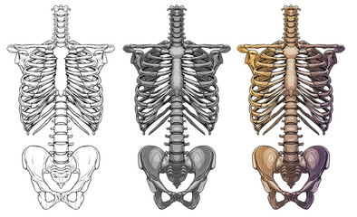 Graphic detailed black and white colorful human skeleton thorax bones. Isolated on white background. Vector icon set.