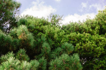 pine tree in forest