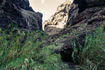Obraz premium Hiking in Gorge Masca. Volcanic island. Mountains of the island of Tenerife, Canary Island, Spain.