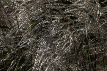 Schilf im Wind