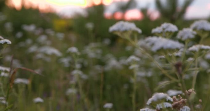 Yarrow thickets on a flower meadow, wildflowers grass field against the sunset.