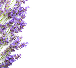 Sprigs of lavender isolated on white background.Top view