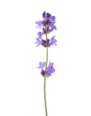 Sprig of lavender  isolated on white background