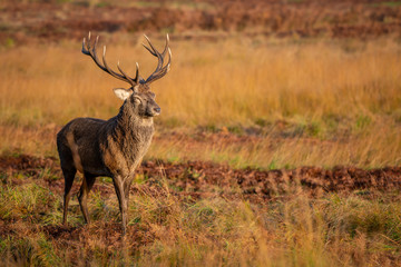 UK Red Deer