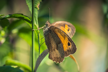 motyl przestrojnik jurtina (Maniola jurtina) © Henryk Niestrój