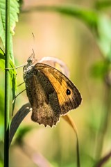 motyl przestrojnik jurtina (Maniola jurtina) © Henryk Niestrój