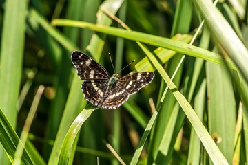 duży czarny motyl pokłonnik osiniec © Henryk Niestrój