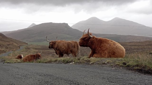 Scottish highland cattle next to single track road on the Isle of Skye - Scotland