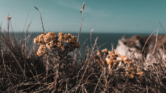 Fleur