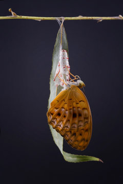 Butterfly emerging from a chrysalis, Indonesia