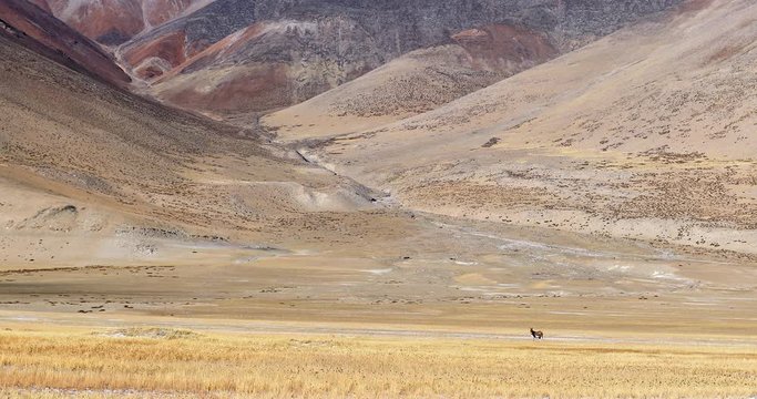 Majestic view of Ladakh nature. Travel to Himalayas of north India amazing landscape